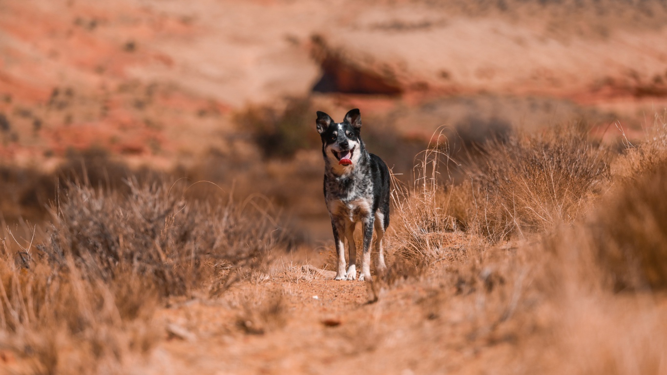 Собака с высунутым языком стоит на дороге с сухой травой