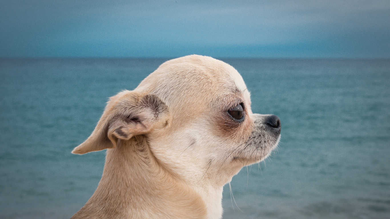 Грустный взгляд чихуахуа на фоне моря