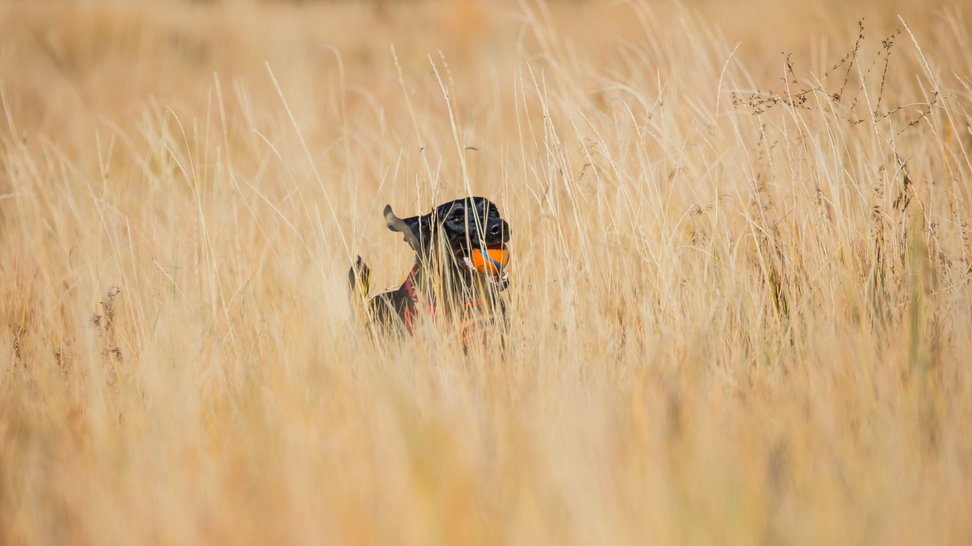 Довольный черный лабрадор с игрушкой в зубах бежит по траве