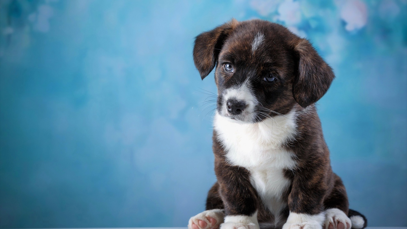 Маленький грустный щенок с голубыми глазами сидит на голубом фоне