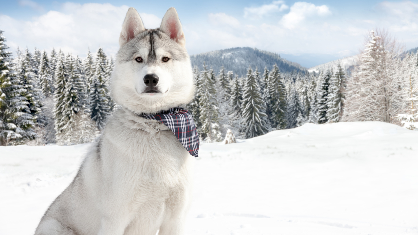 Аляскинский маламут на фоне заснеженной природы