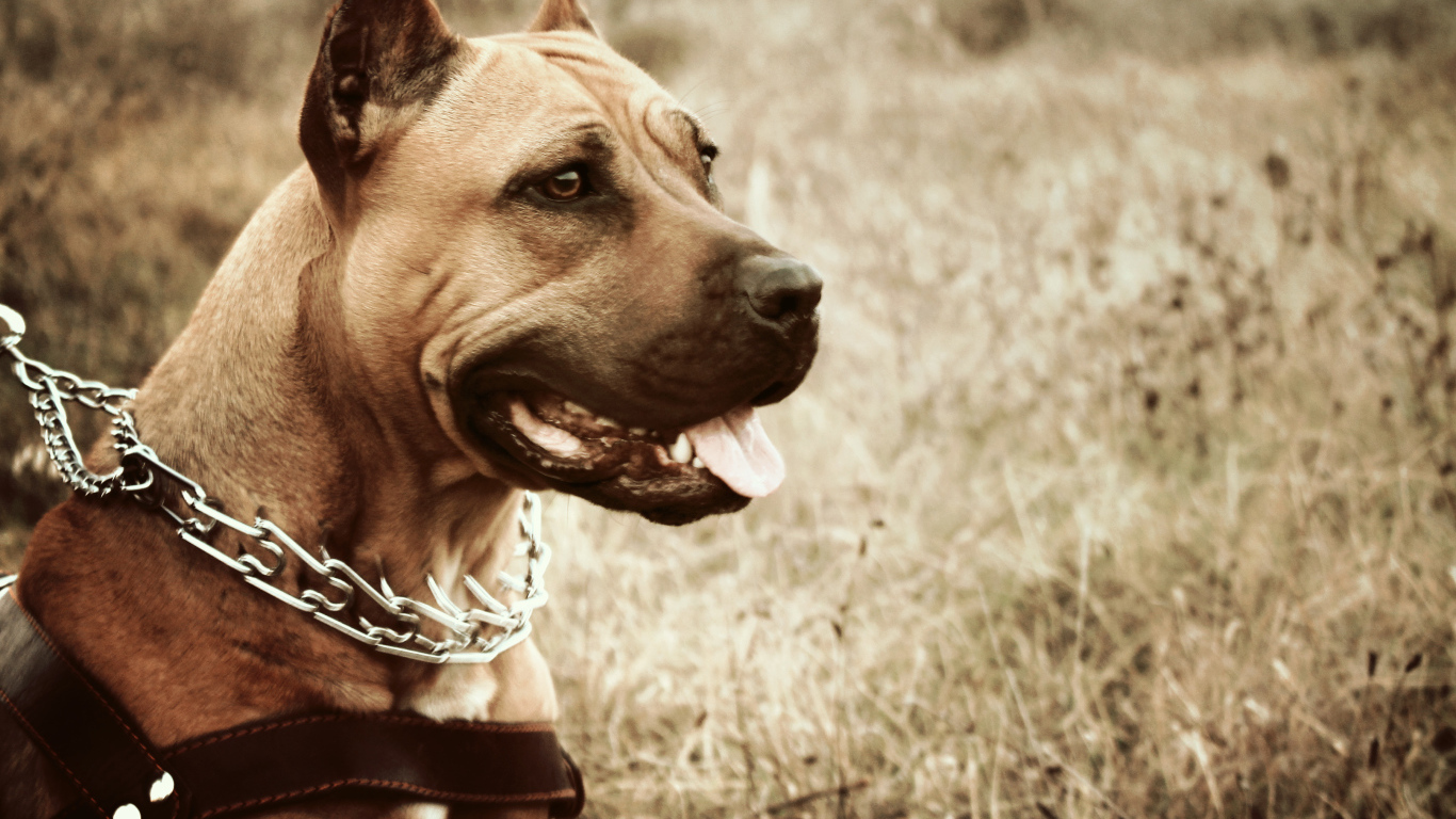 Амстафф с высунутым языком в ошейнике