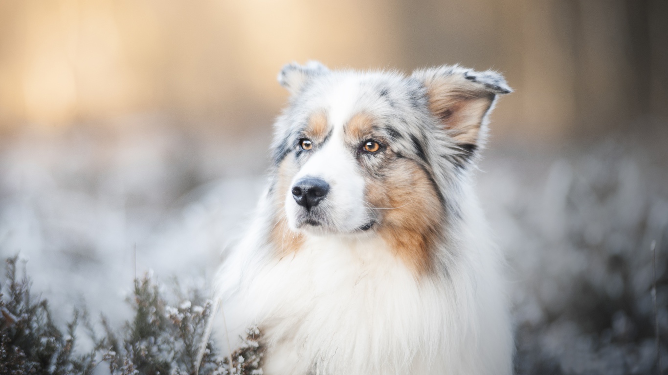 Австралийская Овчарка с серьезной мордой лежит на земле