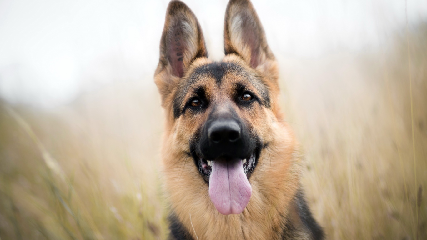 Красивая немецкая овчарка с высунутым языком