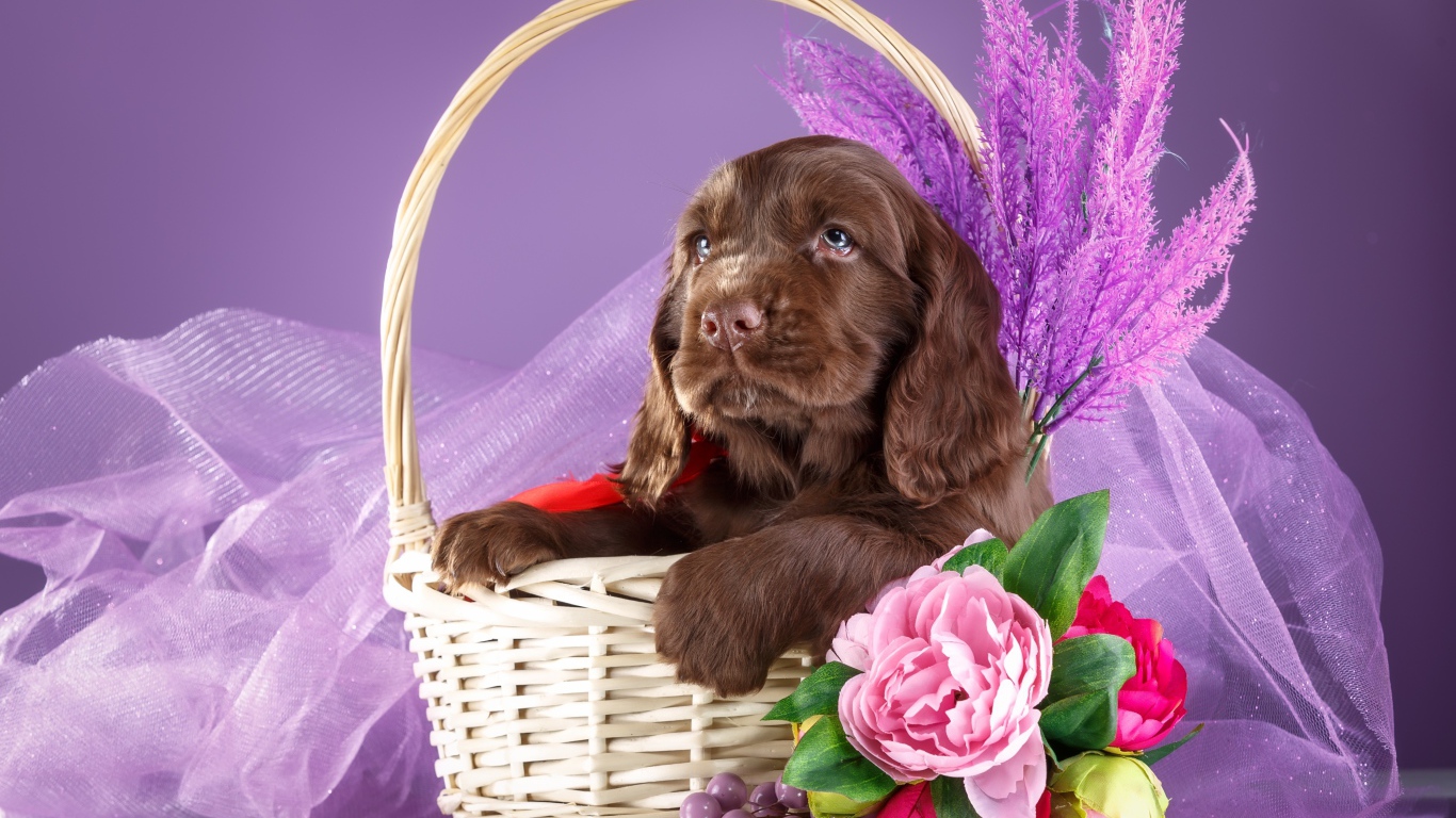 Коричневый щенок спаниеля к корзине