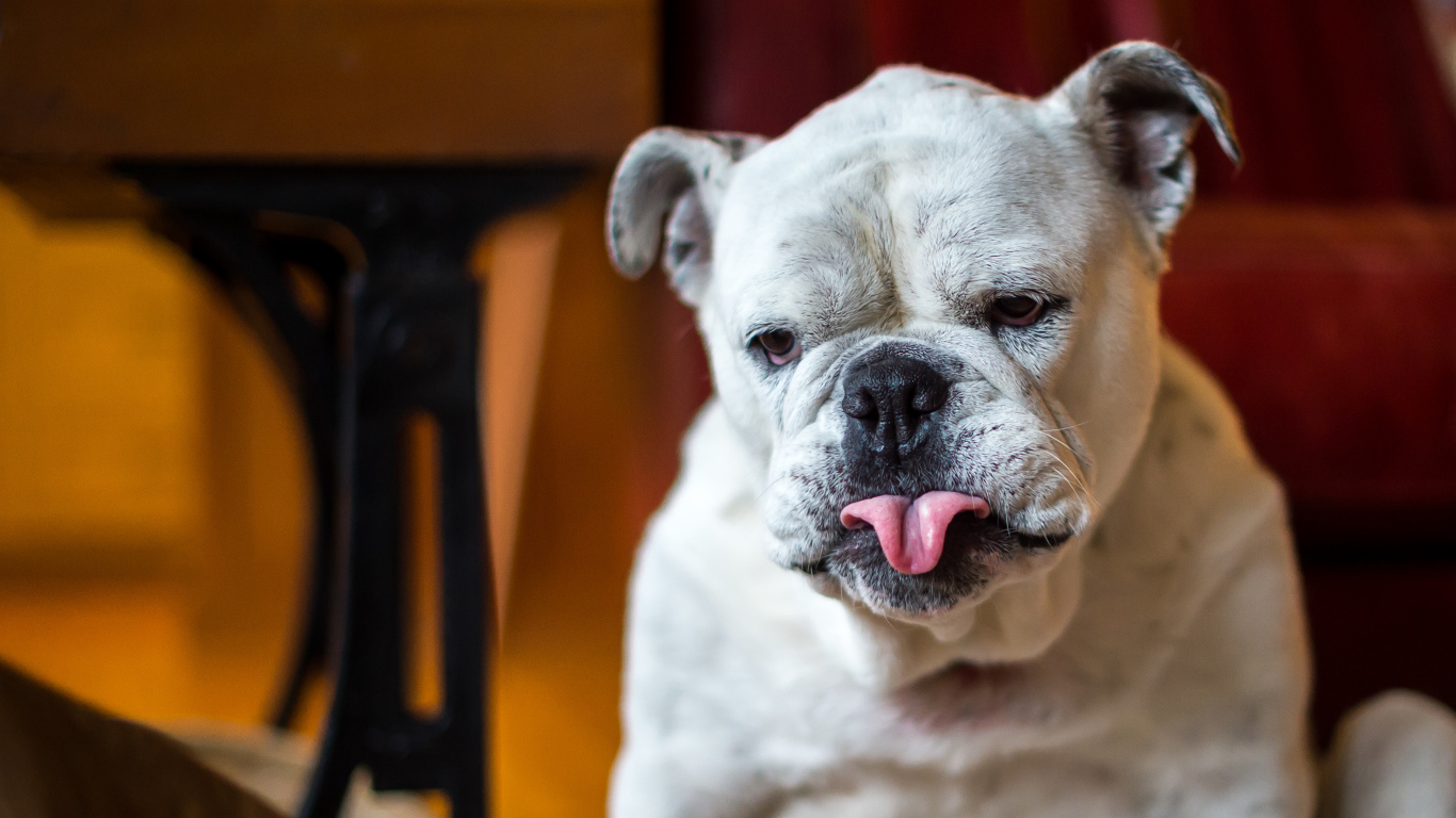 Бульдог с грустной мордой и высунутым языком