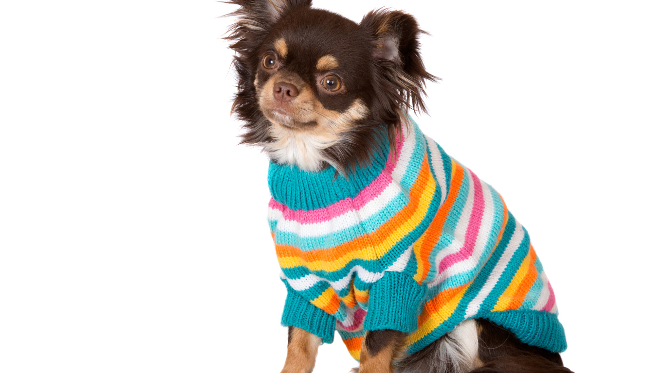 Собака породы чихуахуа в свитере на белом фоне
