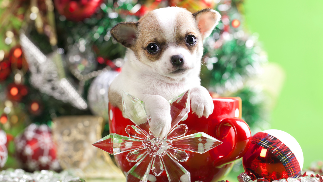 Щенок чихуахуа в большой красной чашке у новогодней елки
