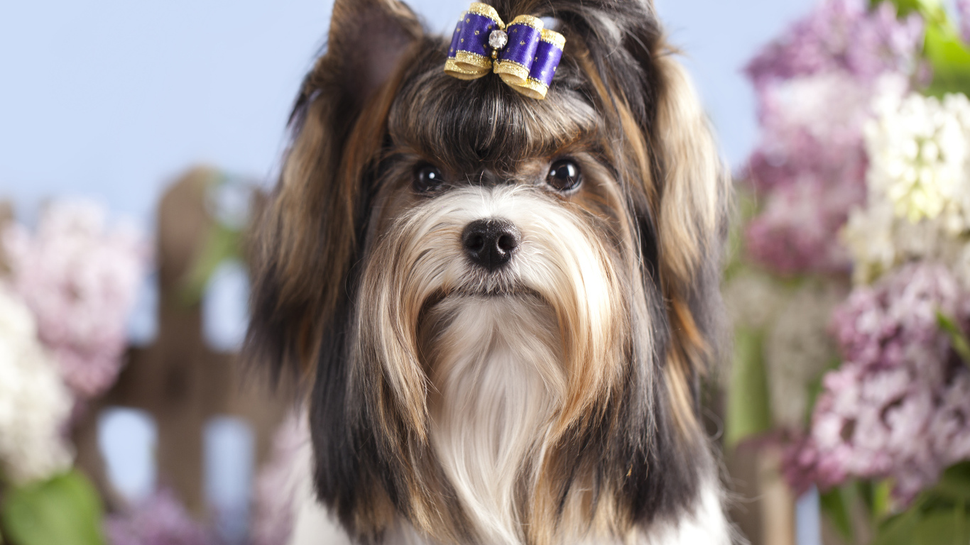 Милый Йоркширский терьер с бантиком на голове