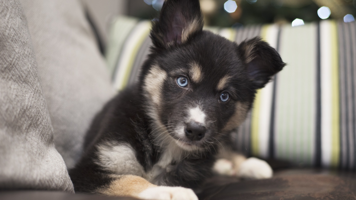 Милый маленький щенок с голубыми глазами