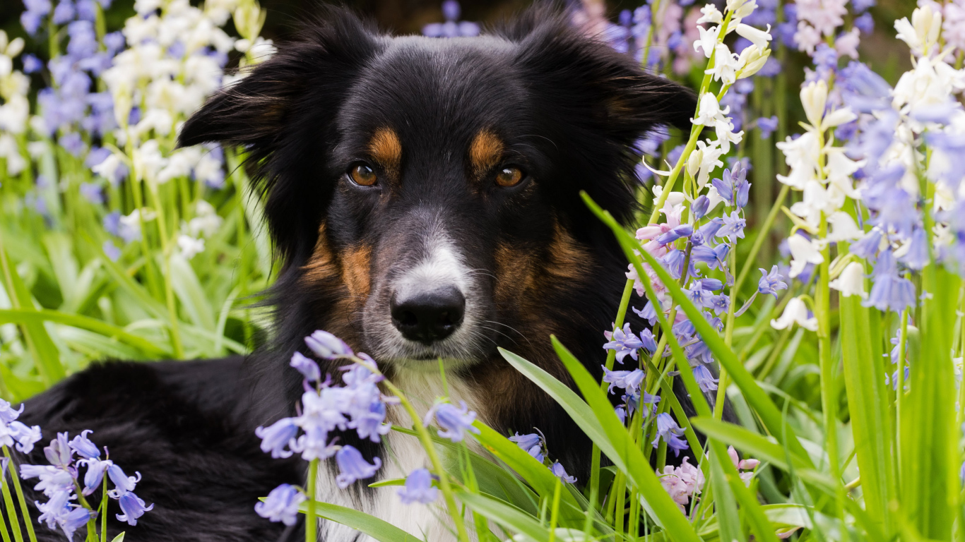 Собака породы бордер-колли лежит в цветах