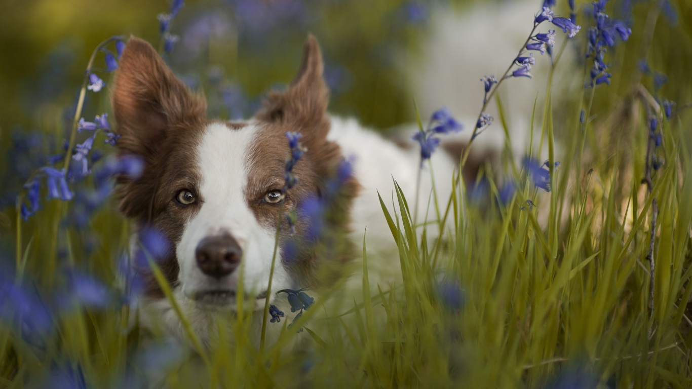 Собака породы бордер-колли лежит в синих полевых цветах