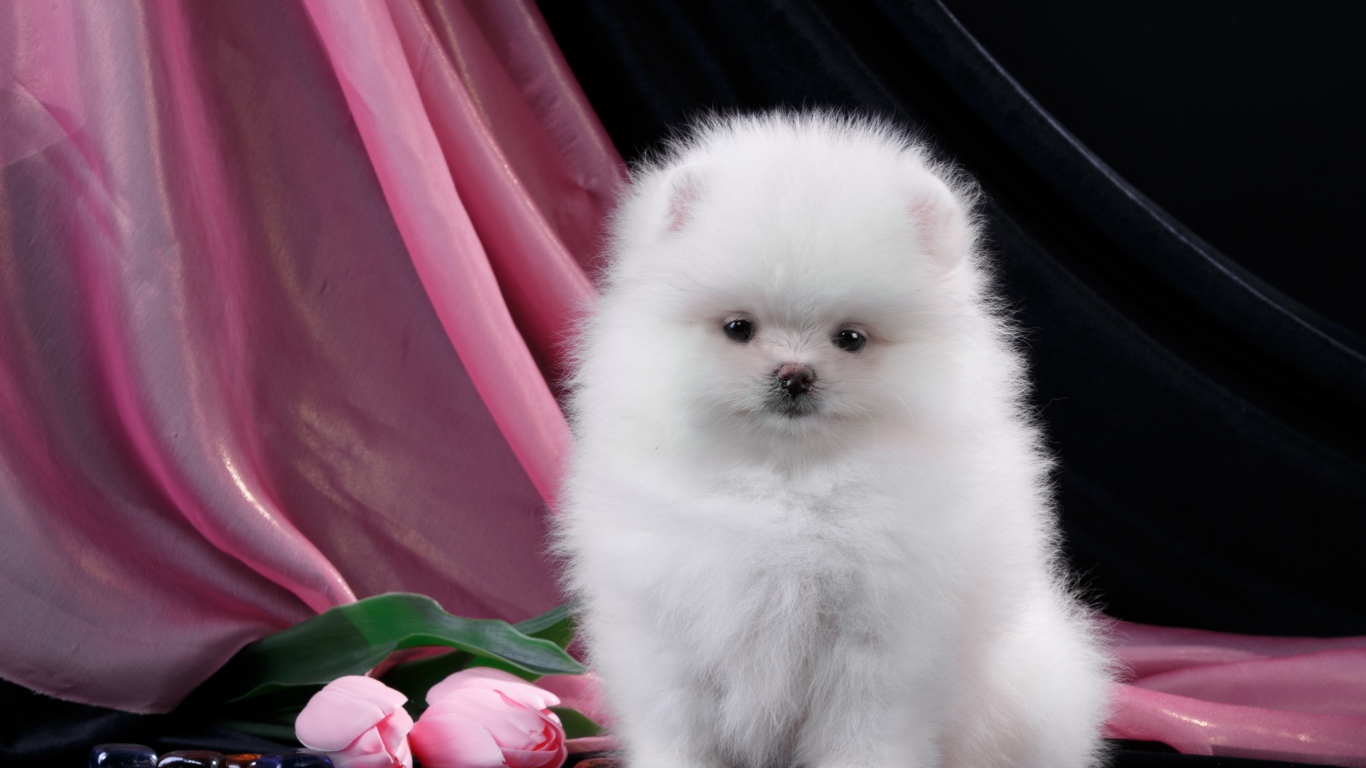 Пушистый белый шпиц с розовыми тюльпанами