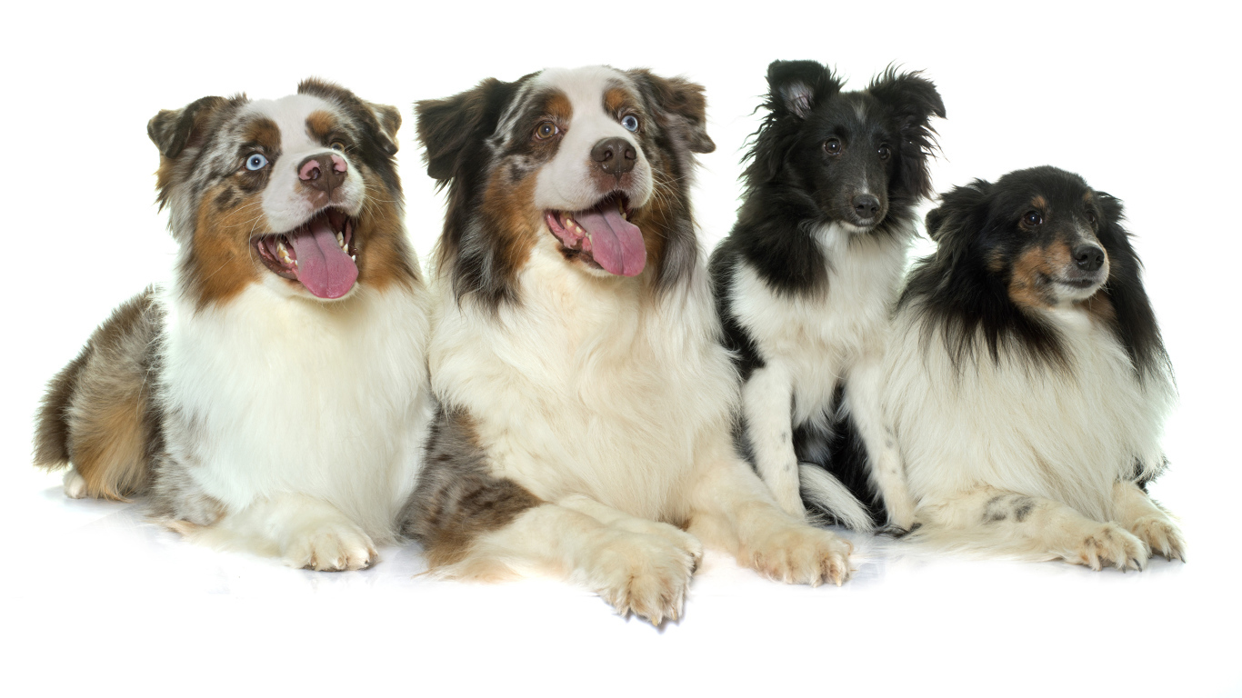 Четыре собаки породы Австралийская овчарка на белом фоне