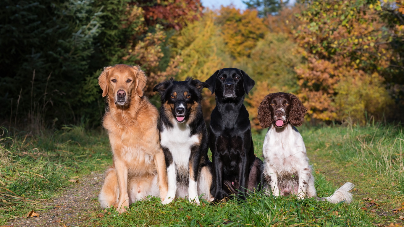 Четыре собаки пород Лабрадор, Бордер-колли, Ретривер, Спаниель сидят на  траве