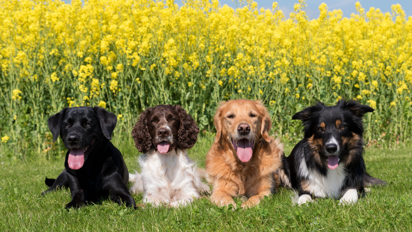 Четыре породистых собаки лежат на зеленой траве у желтых цветов