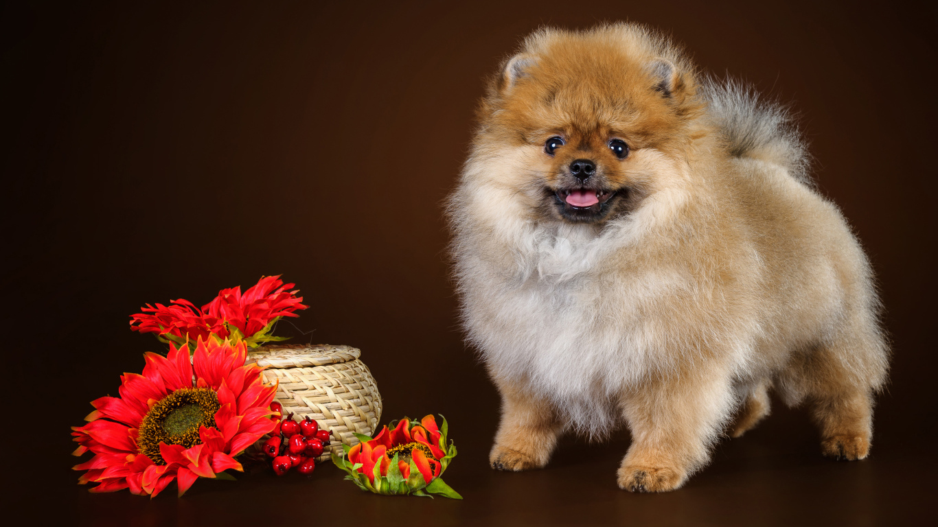 Забавный пушистый шпиц с красными цветами