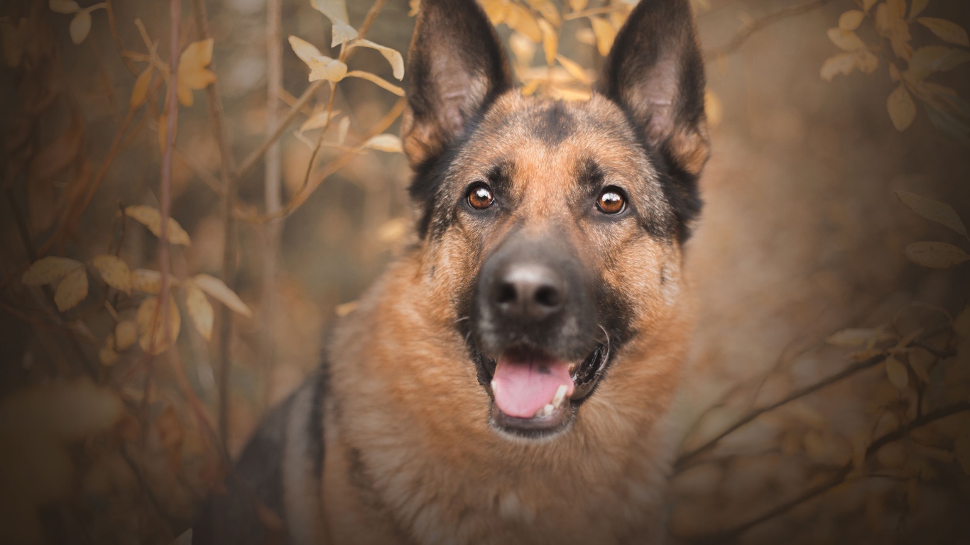 Немецкая овчарка с открытым ртом  смотрит на хозяина