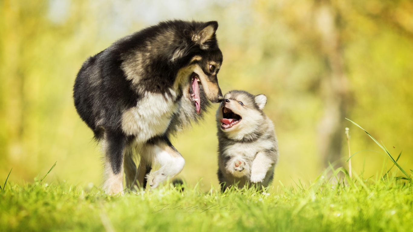 Серая большая собака с веселым маленьким щенком 