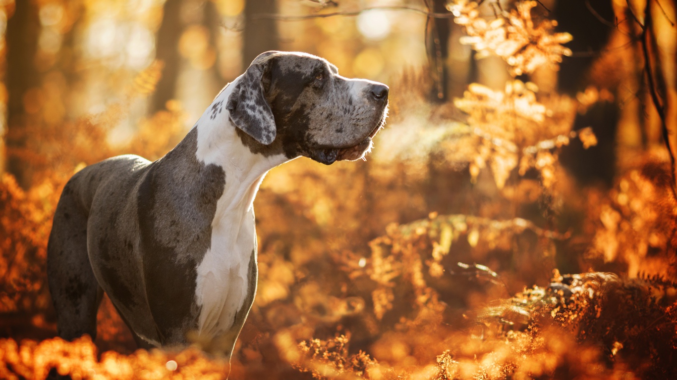 Большой Немецкий дог гуляет в осеннем лесу