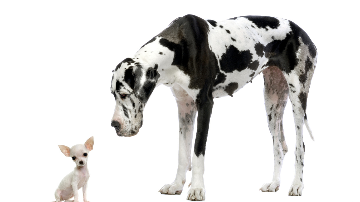 Большой английский дог и щенок чихуахуа на белом фоне