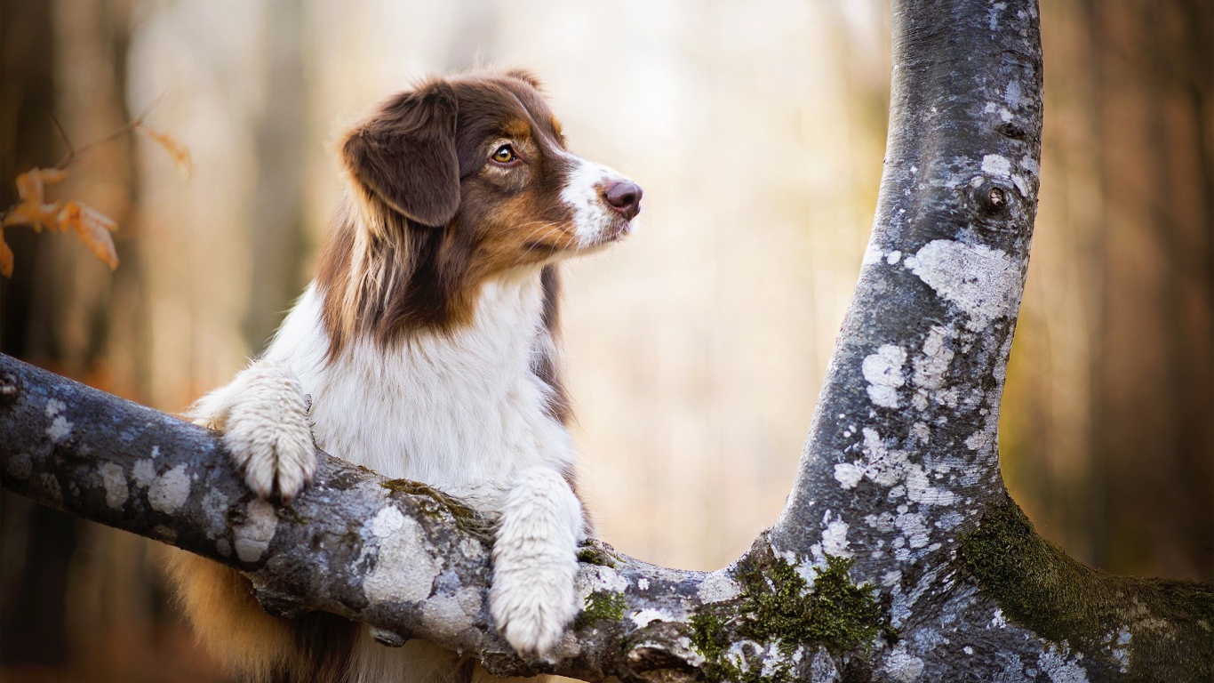 Заинтересованный взгляд собаки породы австралийская овчарка
