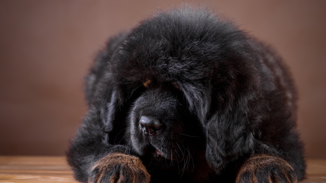 Большой пушистый черный щенок тибетского мастифа