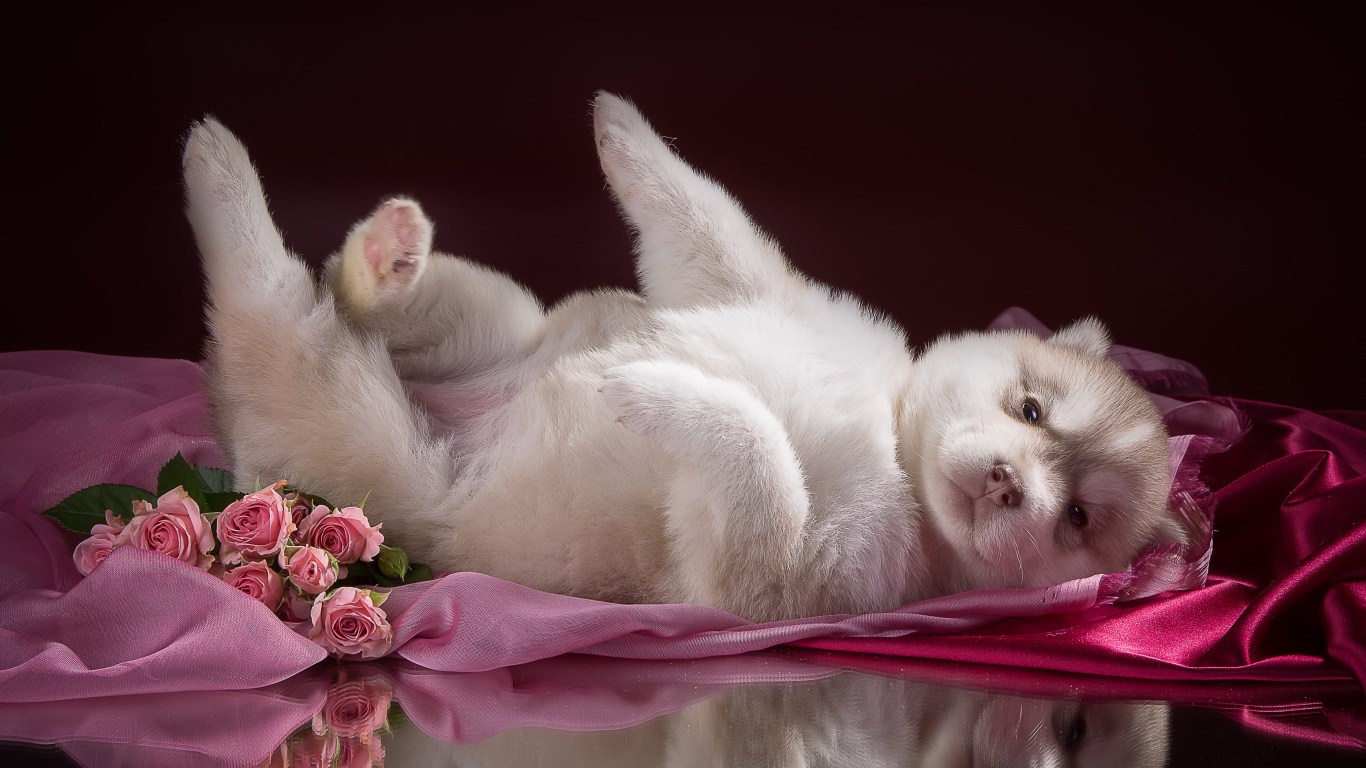 Маленький милый щенок хаски на розовом покрывале 