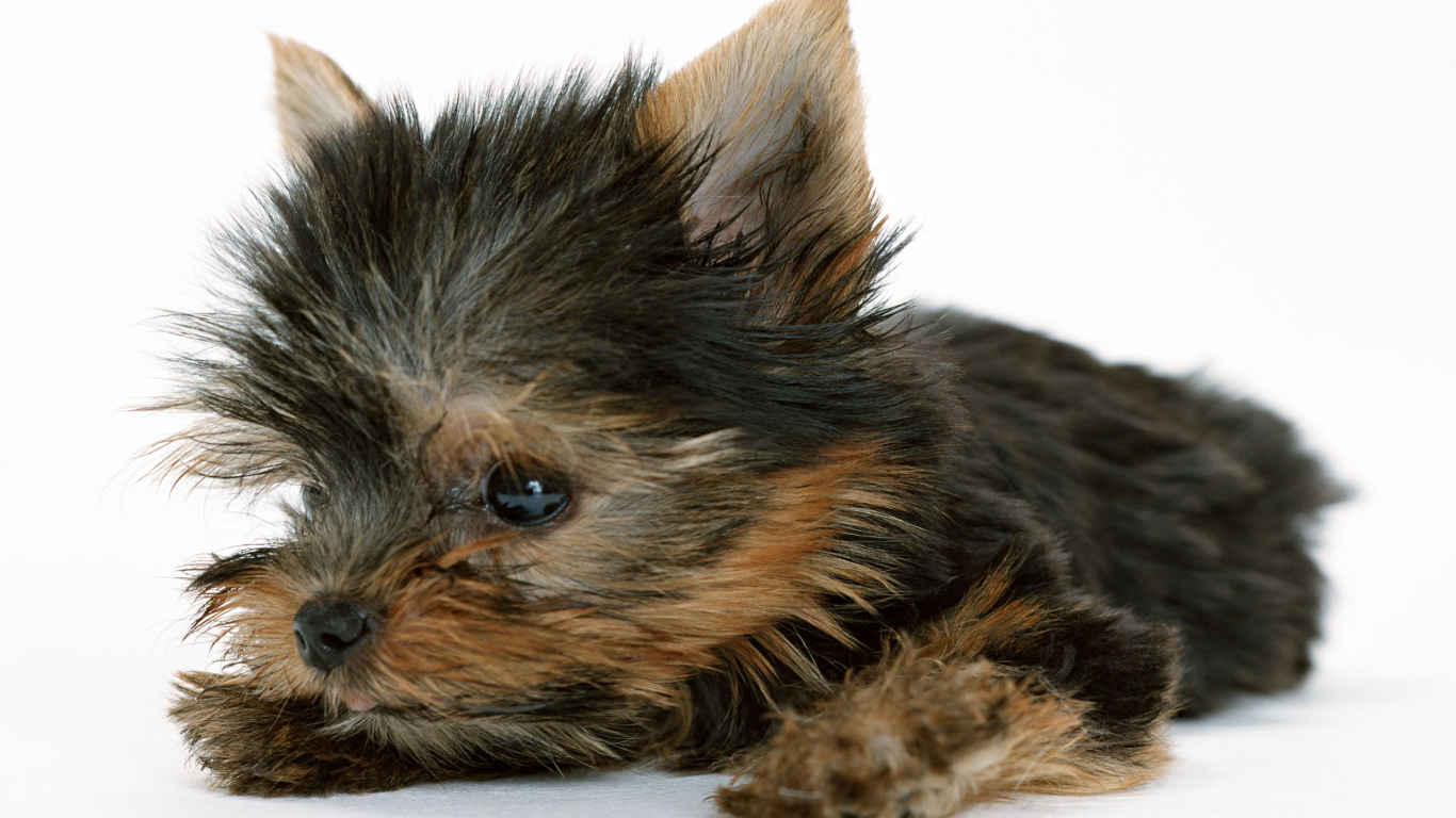 Маленький забавный щенок йоркширского терьера на белом фоне