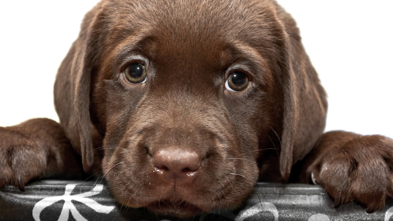 Маленький грустный коричневый щенок ретривера