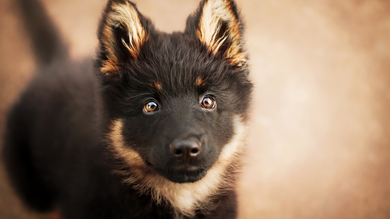 Морда щенка немецкой овчарки с умными глазами