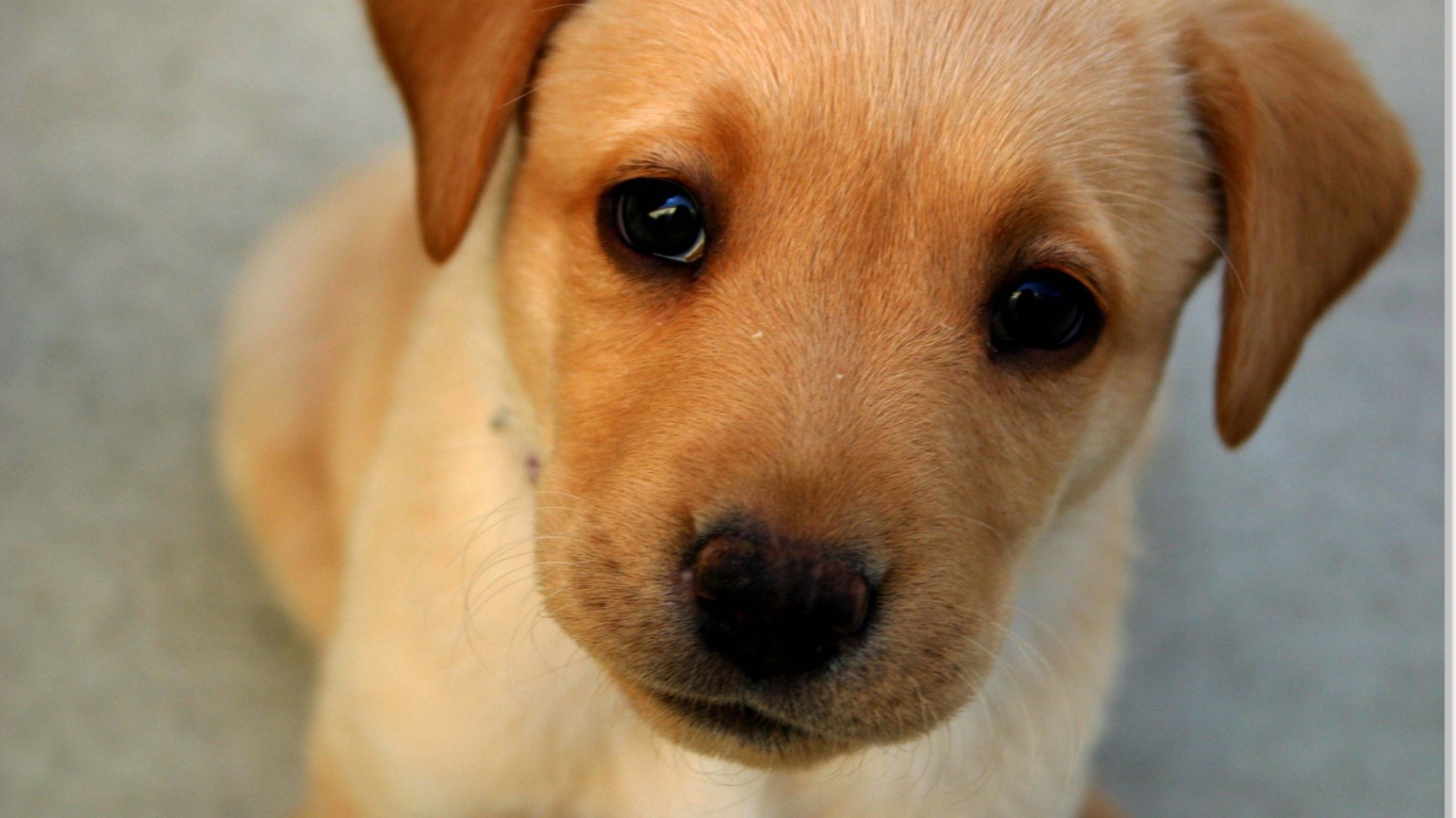 Морда маленького щенка с грустными глазами 