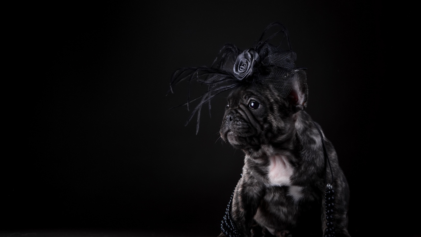 Щенок французского бульдога с украшением на голове на черном фоне