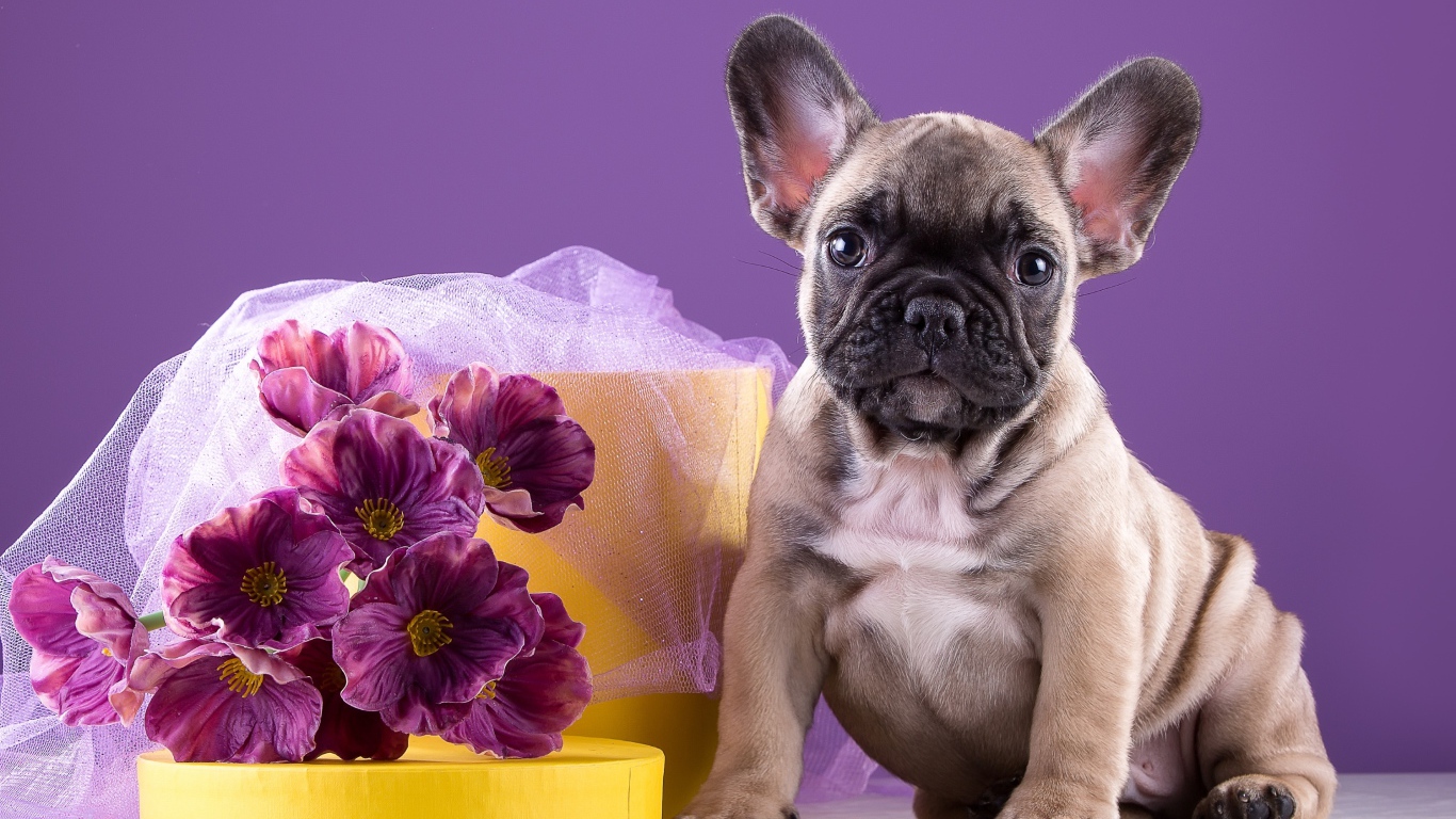 Щенок французского бульдога с букетом 