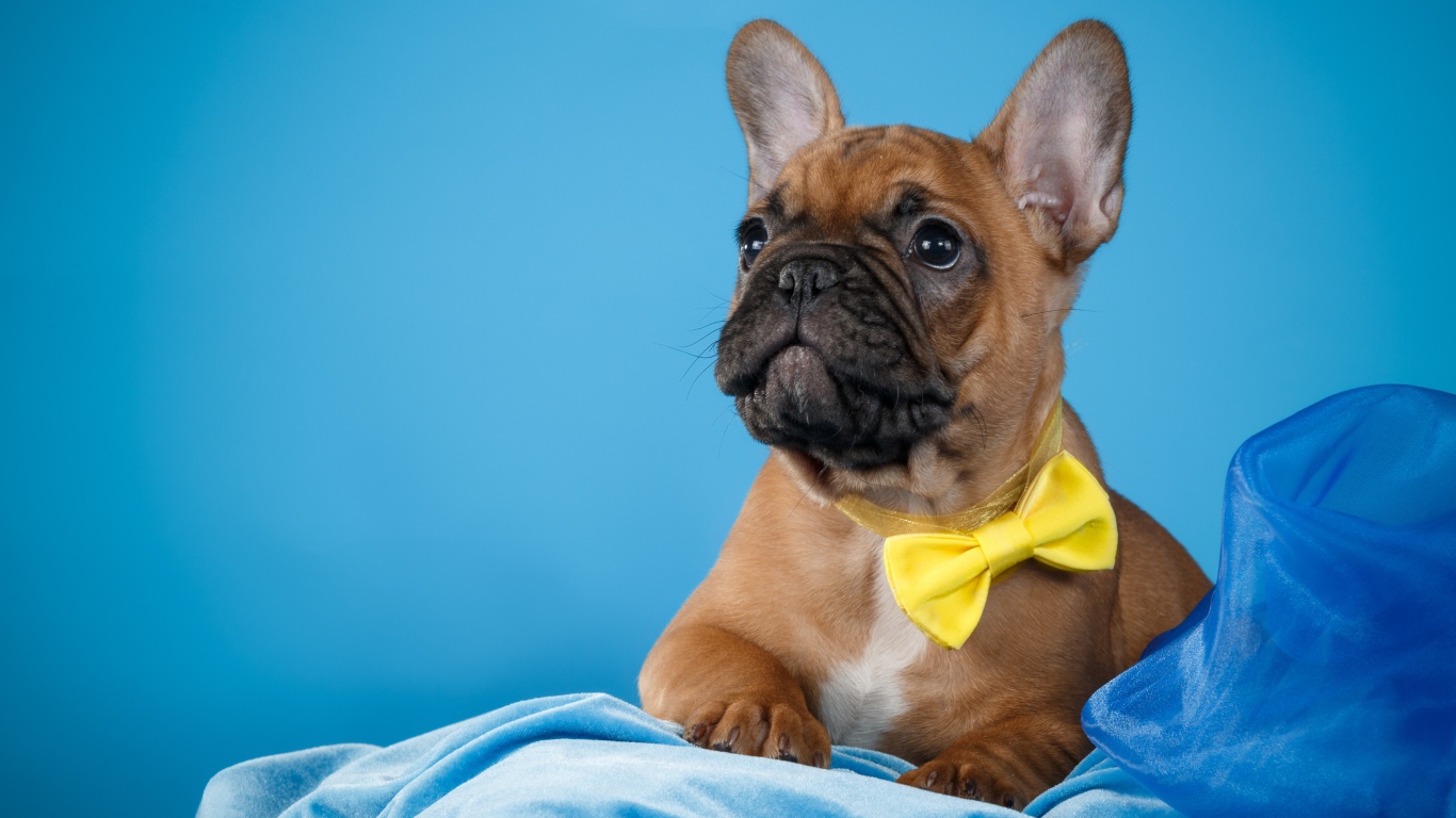 Щенок французского бульдога с желтым бантом 