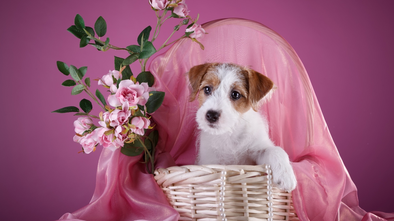 Щенок силихем-терьер в розовой корзине с цветами