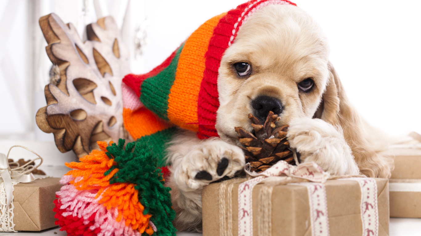 Щенок спаниеля в шапке с подарками