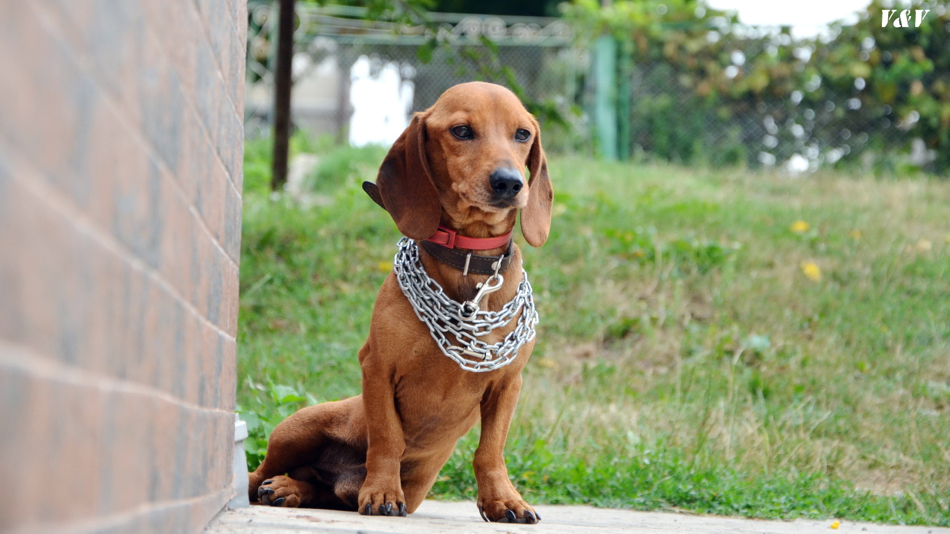 Грустная такса с цепью на шее