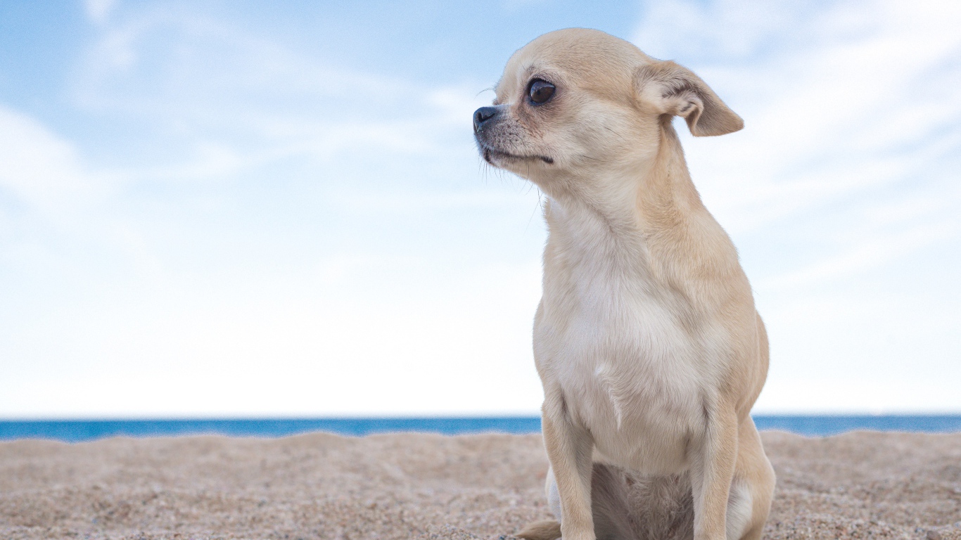 Грустный чихуахуа  сидит на песке у моря