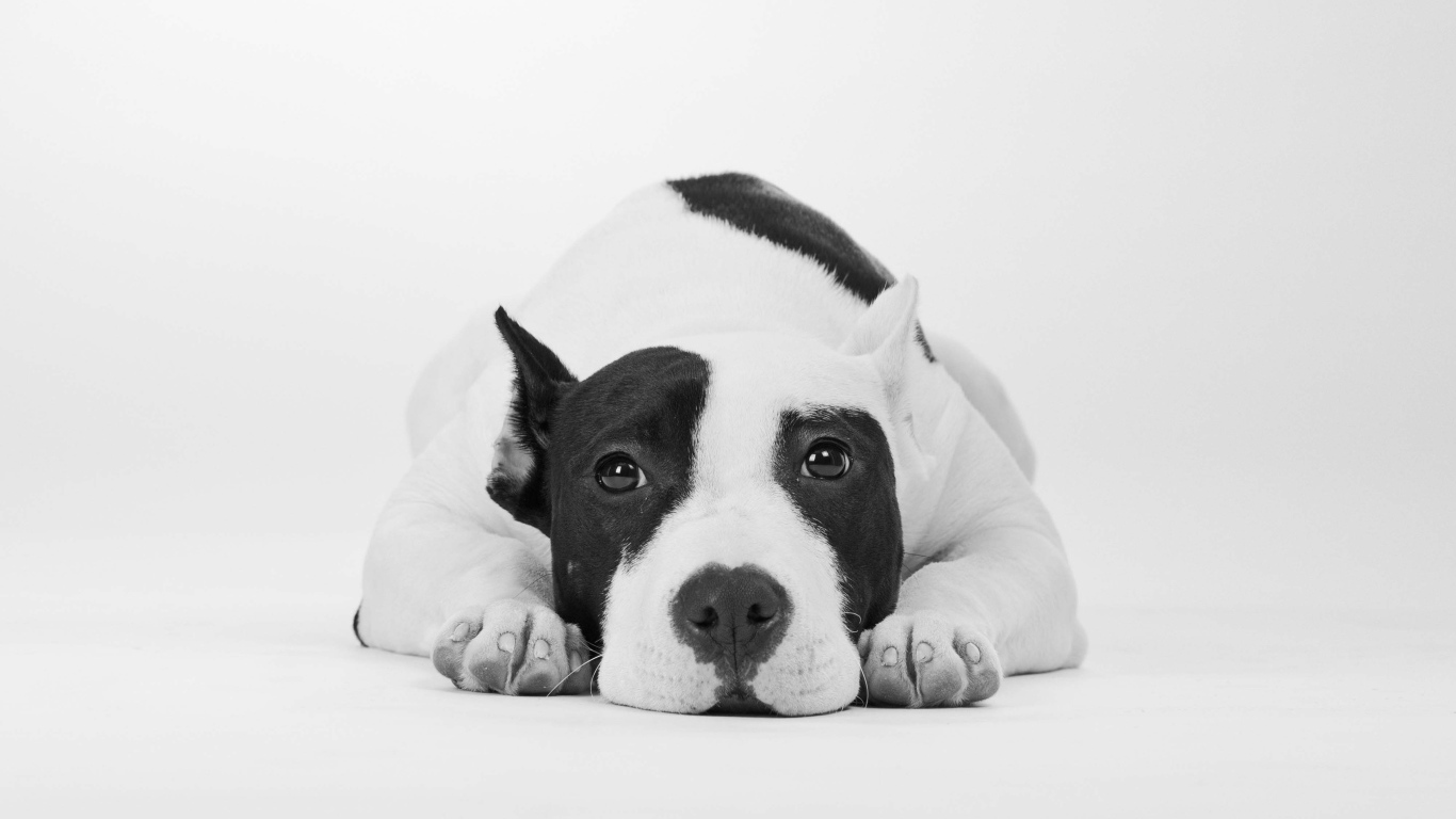 Грустный дог черно -белое фото