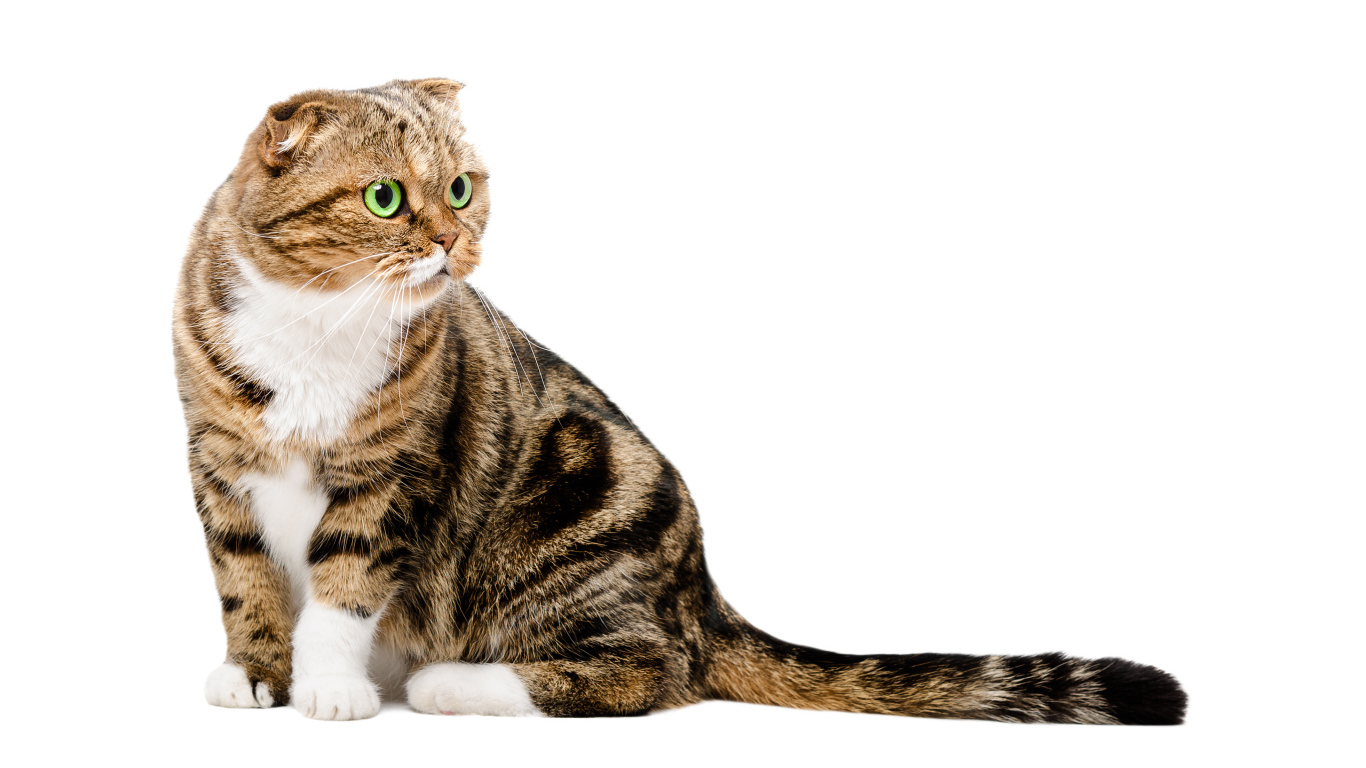 Шотландский вислоухий кот на белом фоне