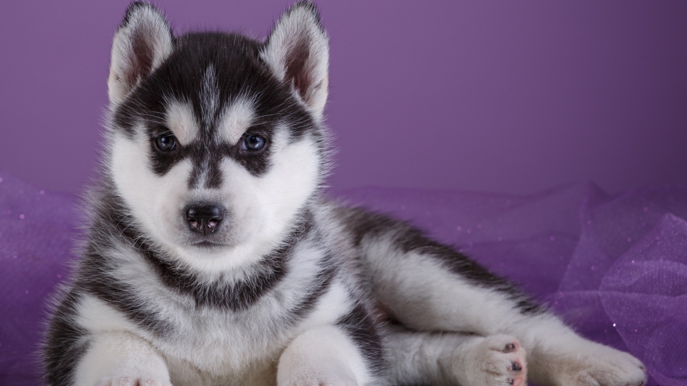 Серьезный щенок хаски лежит на фиолетовом фоне