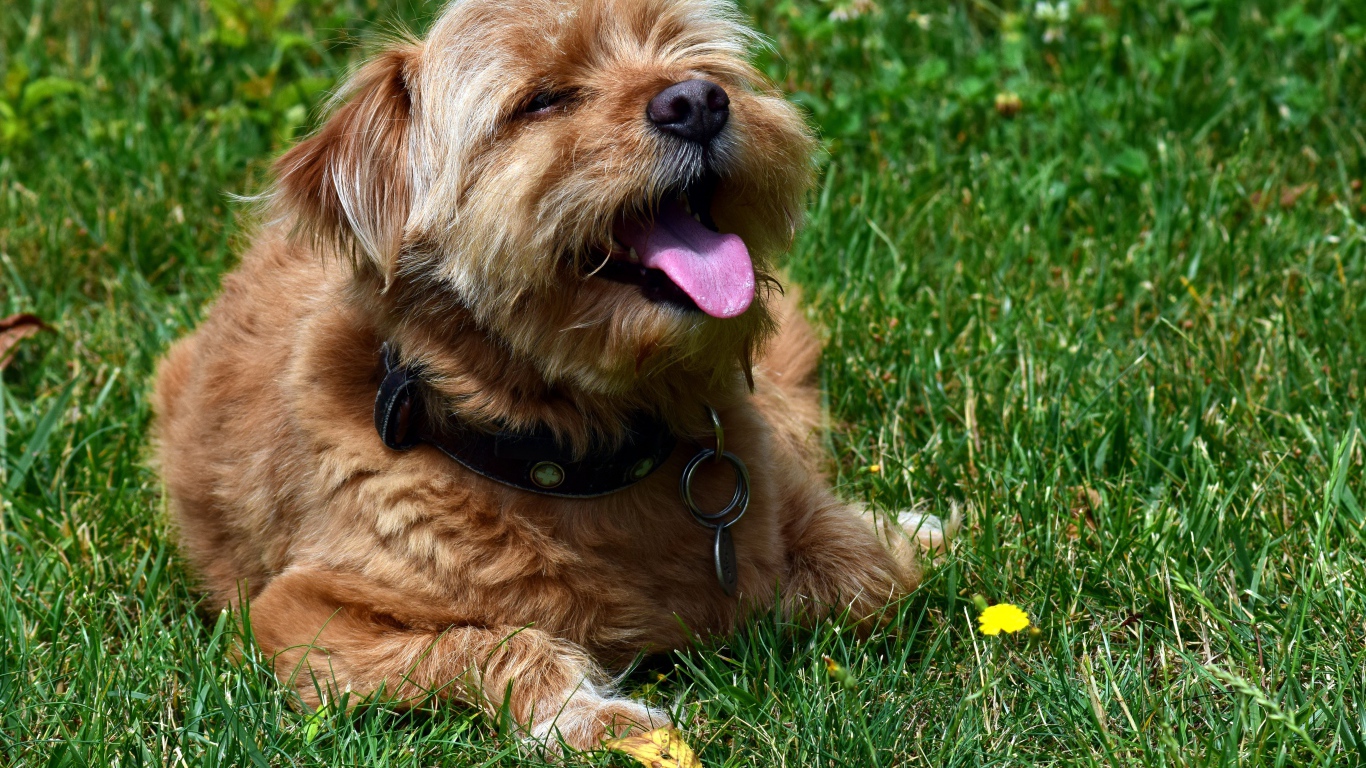 Терьер с высунутым языком лежит на зеленой траве