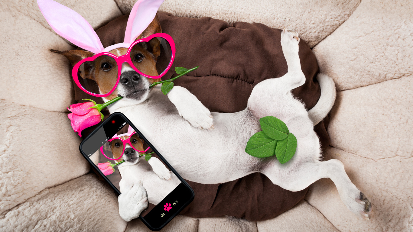 Собака породы джек-рассел-терьер в смешных очках делает селфи