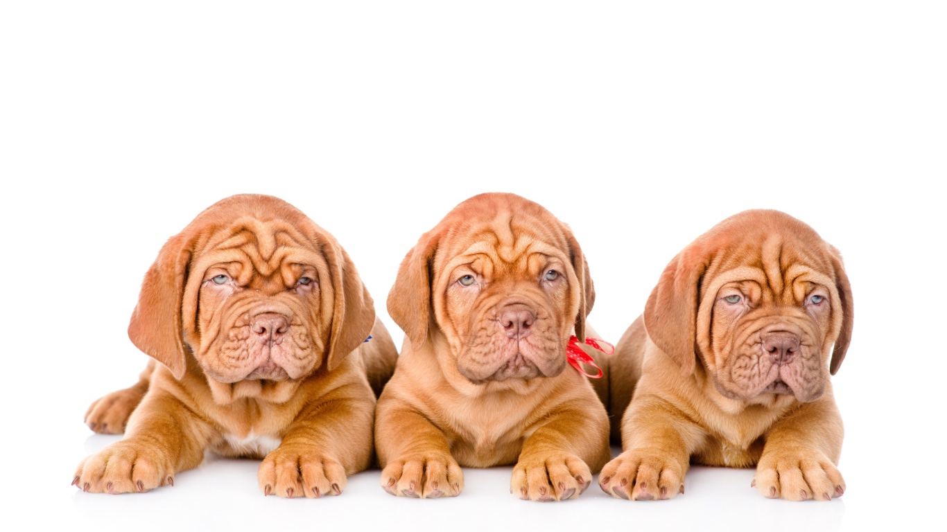 Три маленьких щенка породы Бордоский дог на белом фоне
