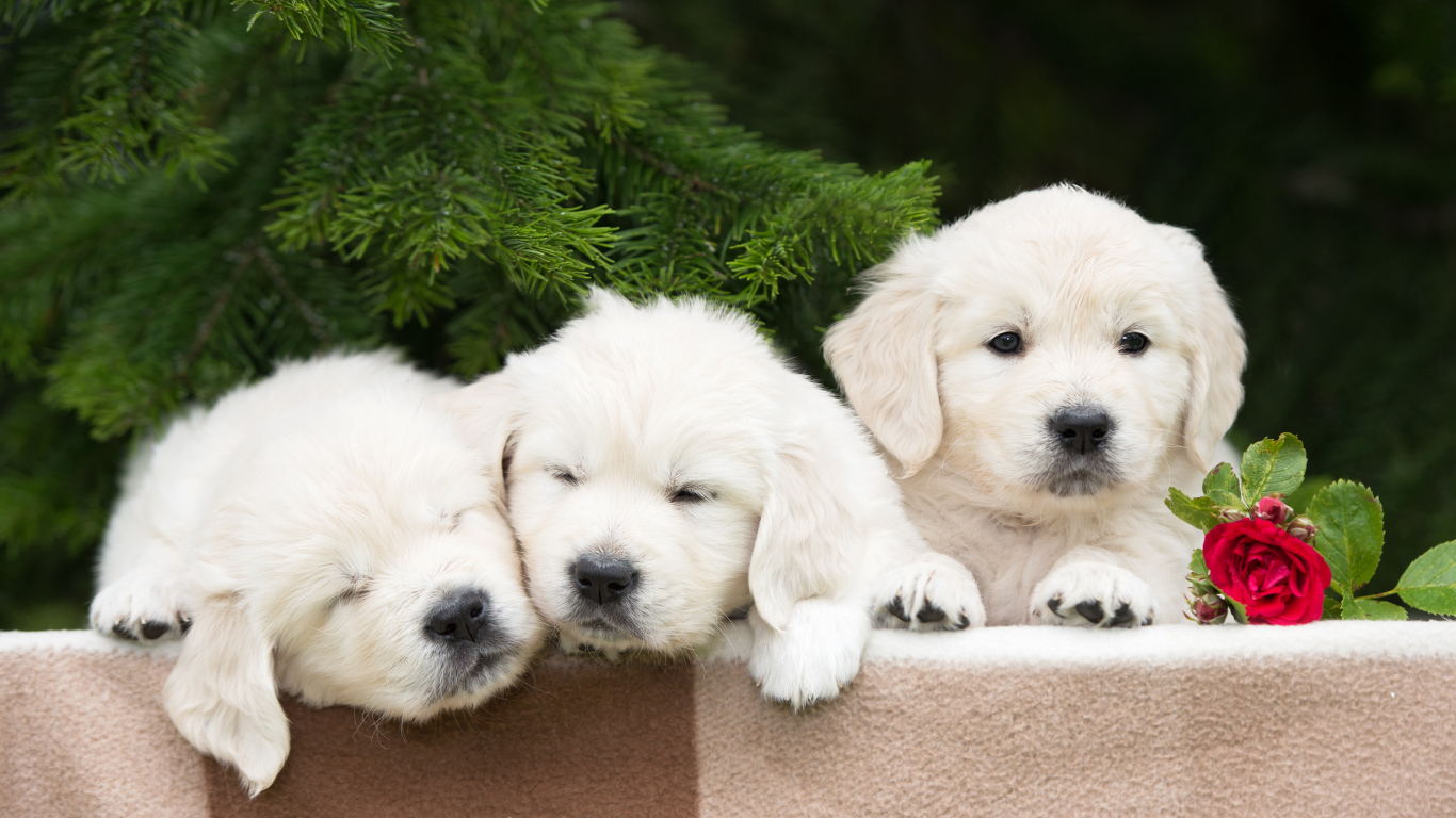 Три маленьких щенка золотистого ретривера с розой