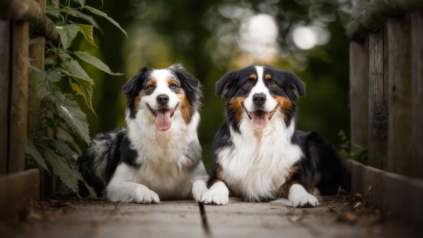 Две австралийские овчарки лежат в высунутым языком