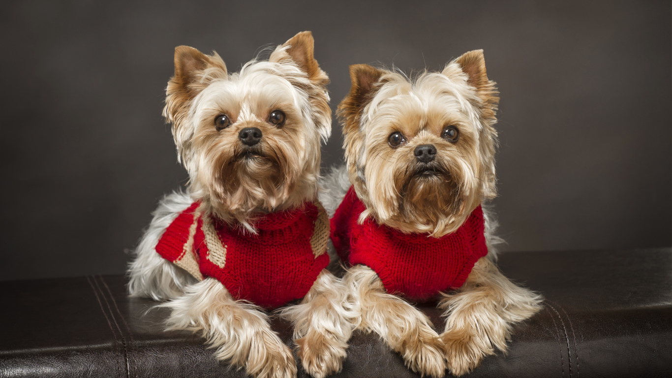 Два йоркширских терьера в красных свитерах