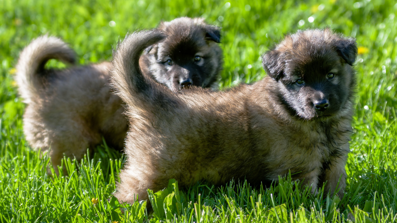 Два милых щенка немецкой овчарки на зеленой траве 