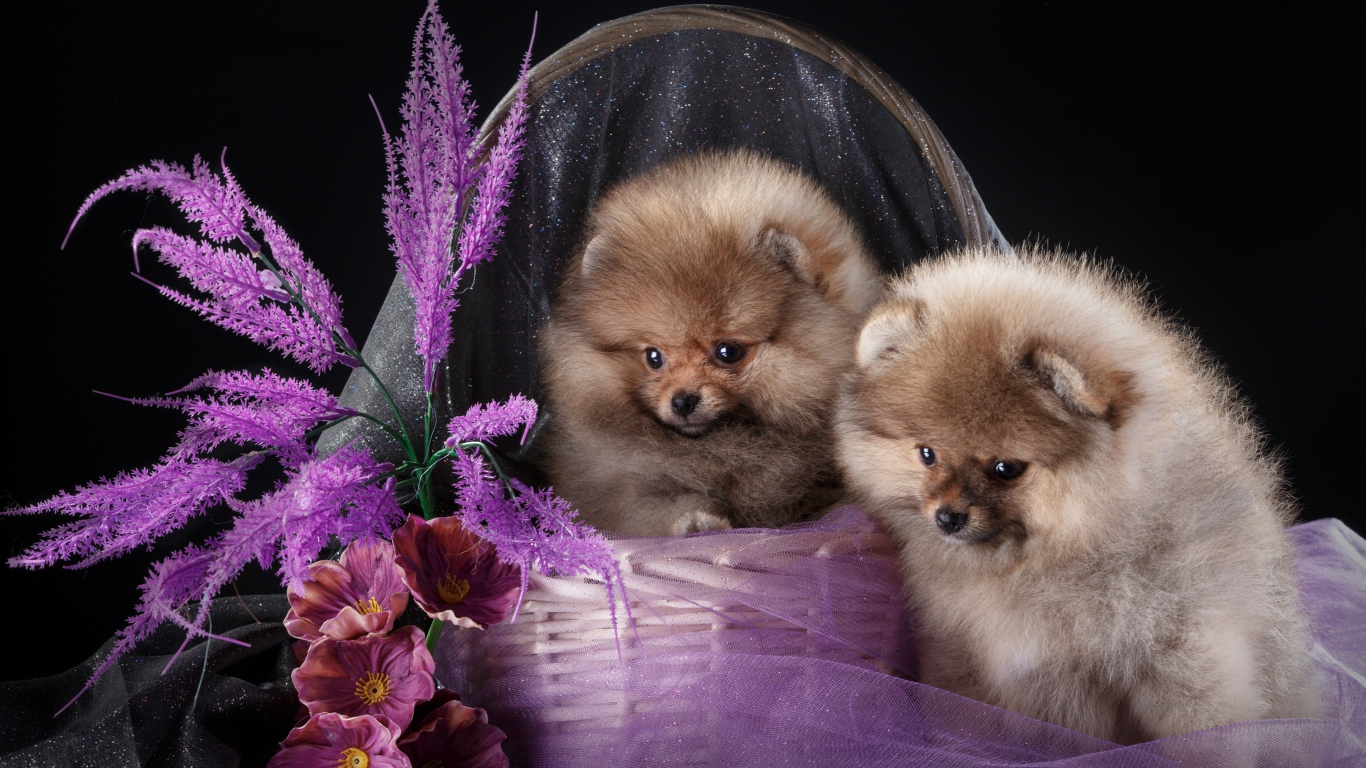 Два милых шпица в корзине с цветами